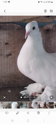 Pigeon for Sell